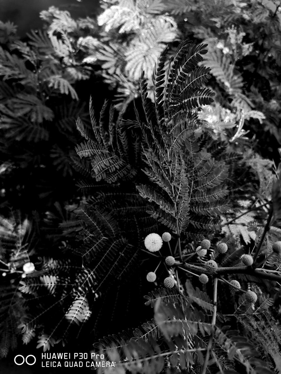 plant, growth, no people, tree, nature, beauty in nature, close-up, leaf, plant part, selective focus, day, outdoors, freshness, fragility, vulnerability, tranquility, focus on foreground, flower, flowering plant, branch, coniferous tree