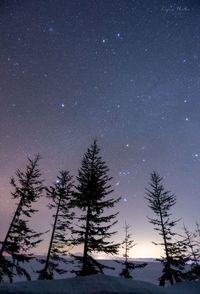 Trees on field against sky at night