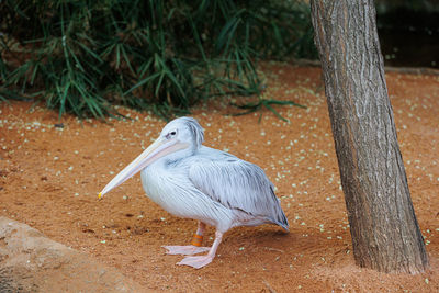 The pink-backed pelican - pelecanus rufescens - a bird of africa and southern arabia.