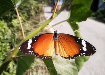 Close-up of butterfly pollinating flower