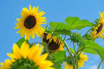 Low angle view of yellow flowering plant against sky