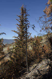 Low angle view of trees in forest against clear sky