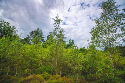 Scenic view of trees against sky