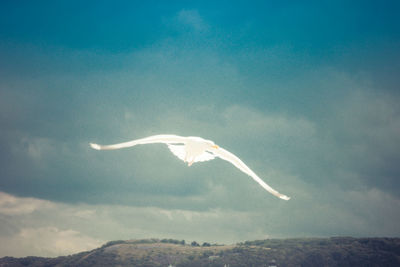 Low angle view of a bird flying in sky