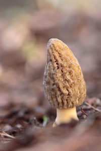 Close-up of plant against blurred background