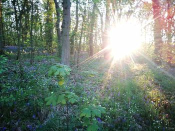 Sun shining through trees in forest