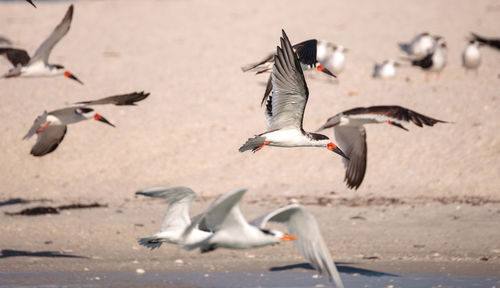 Flock of black skimmer terns rynchops niger on the beach at clam pass in naples, florida