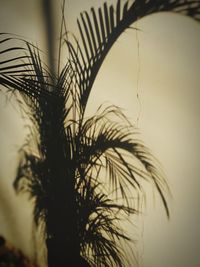 Close-up of silhouette palm tree against sky