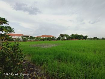 Scenic view of agricultural field against sky