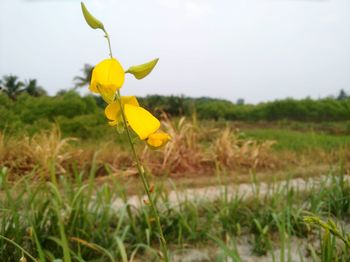 Close-up of yellow flower blooming in field
