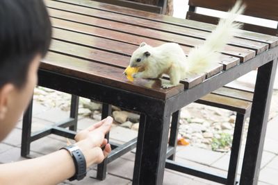 Close-up of hand feeding cat