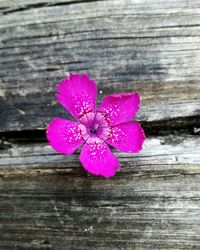 Close-up of pink flower on wood