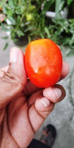 Close-up of hand holding orange