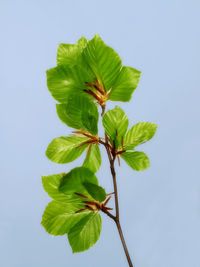 Close-up of leaves against sky