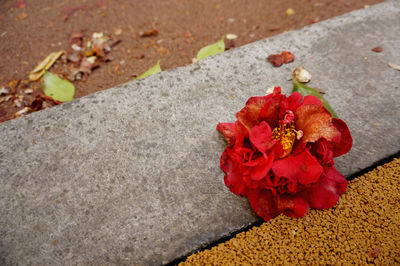 High angle view of red rose on footpath