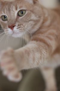 Close-up portrait of cat