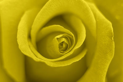 Close-up of yellow rose