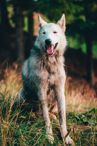 Portrait of dog standing on field