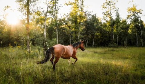 Horse running in field with golden light.