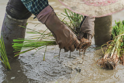 Chiangrai , thailand farmer transplant rice seedlings in rice field.