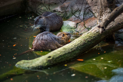 View of ducks eating plants