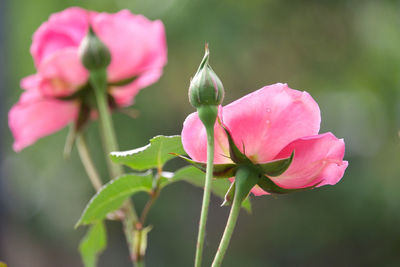 Close-up of pink flowering plant