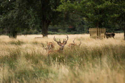 Herd of deer on field in summer