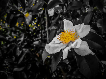 Close-up of white flowering plant