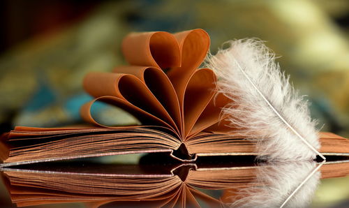 Close-up of book and feather