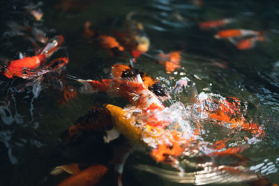 High angle view of koi carps swimming in lake