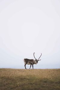 Deer on landscape against sky