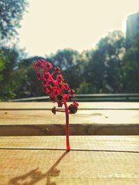 Close-up of red flower against trees