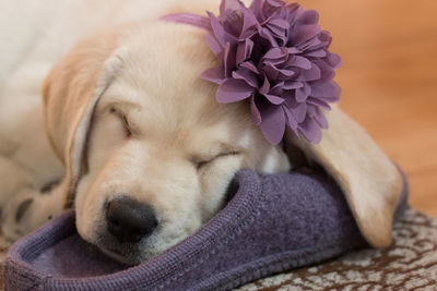 Close-up of dog wearing flower pet leash while sleeping on flip flop