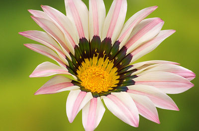 Close-up of pink flower