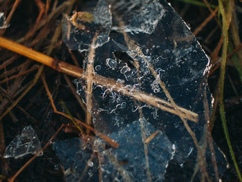 Close-up of spider web on water