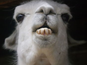 Close-up portrait of llama