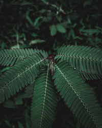 Close-up of insect on leaf