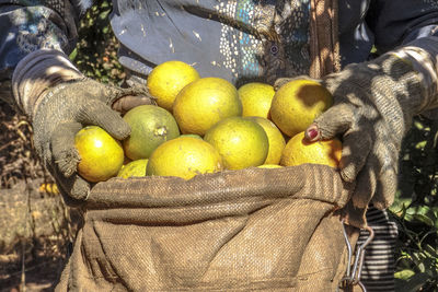 Close-up of farmer harvesting orange fruit 