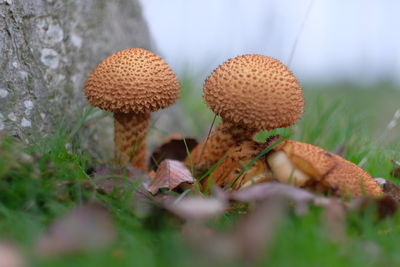 Close-up of mushroom growing on field