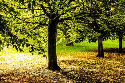 Trees in park