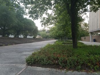 Road by trees in city against sky