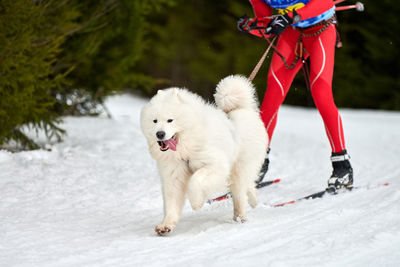 Low section of dog on snow