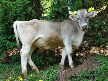 Portrait of cow standing on field