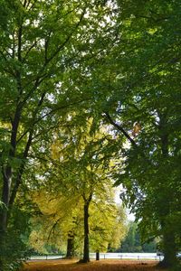 Low angle view of trees in forest