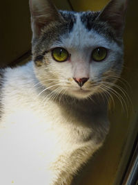Close-up portrait of tabby cat