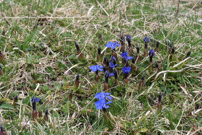 Purple flowers blooming in field