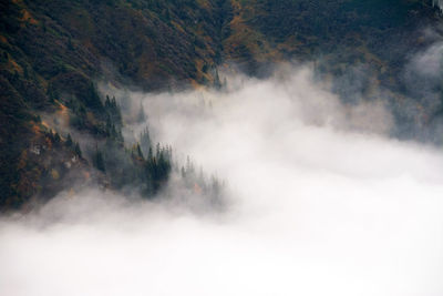 Scenic view of forest against sky