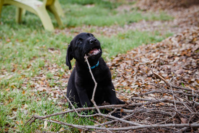 Black labrador puppy biting stick while sitting on field