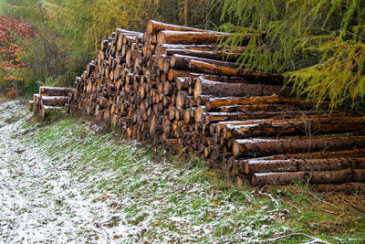 Stack of logs on field in forest