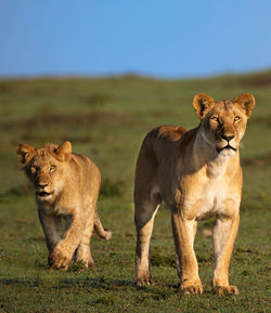 View of two cats